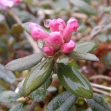 Sagan-dail trava: koristi i štete, kako skuhati i piti